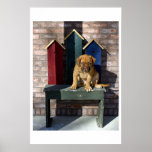 Lazy Puppy I posters