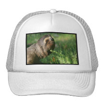 Lazy Sloth Baseball Hat