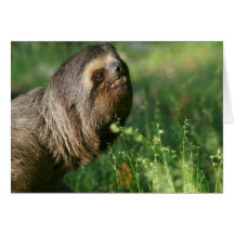 Lazy Sloth Greeting Card