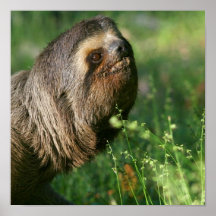 Lazy Sloth Poster