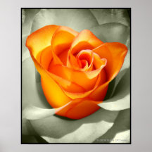 Le coeur d'une rose poster