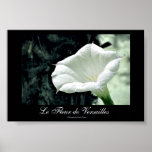 Le Fleur de Versailles-Moonflower posters