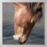 Lead a horse print