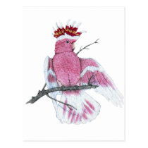 Leadbeater Cockatoo postcards