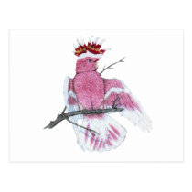 Leadbeater Cockatoo postcards