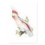 Leadbeater’s Cockatoo by Edward Lear business cards