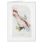 Leadbeater's cockatoo cards