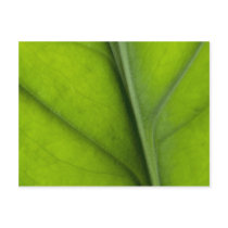 Leaf closeup post card