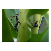 Leaf Footed Bug ~ ATC