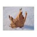 Leaf in the snow,when autumn meets the winter postcards