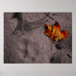 Leaf Next to Mountain Lion Footprint Poster