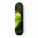 Leaf On Tree In Yosemite Park skateboards