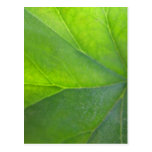 Leaf Postcard