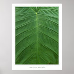 Leaf posters