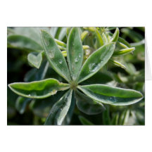 Leaf with Dew Greeting Cards