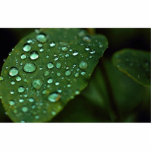 Leaf with raindrops photo sculptures