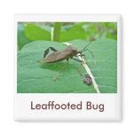 Leaffooted Bug (Acanthocephala fenorata) Items magnets