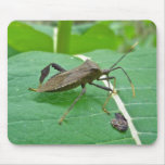 Leaffooted Bug (Acanthocephala fenorata) Items mousepads