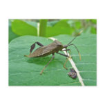 Leaffooted Bug (Acanthocephala fenorata) Items postcards