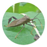 Leaffooted Bug (Acanthocephala fenorata) Items stickers