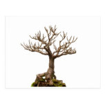 Leafless bonsai plant post card