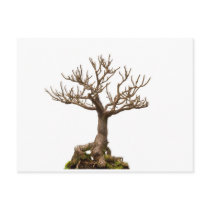 Leafless bonsai plant post card