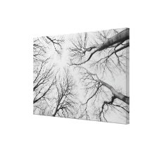 Leafless Trees in Thiepval Wood Canvas Print