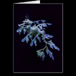 Leafy Sea Dragon Card cards