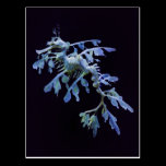 Leafy Sea Dragon Postcard postcards