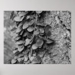 Leafy Vine On Tree Black White Print