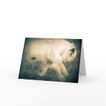 Leap For Joy cards