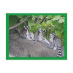 Leapin Lemurs postcards