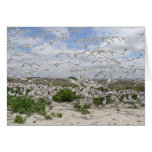 Least & Royal Tern Colony cards