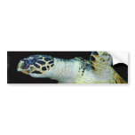 Leatherback Sea Turtle Bumper Sticker bumper stickers