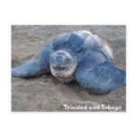 Leatherback Turtle in Trinidad and Tobago postcards