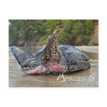 Leatherback Turtle postcards
