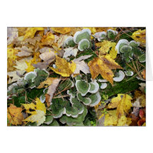 Leaves and Fungi Greeting Card