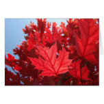 Leaves cards Red Autumn Leaves Fall Trees