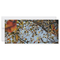 Leaves in fall rack cards