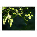 Leaves in light cards