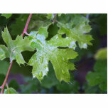 Leaves Leaf Raindrops photo sculptures