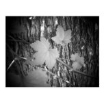 Leaves on Bark Post Cards