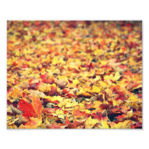 Leaves on the Ground Photo Print