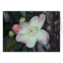 LECYTHIDACEAE: Gustavia augusta Cards