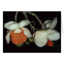LECYTHIDACEAE: Lecythis persistens Cards