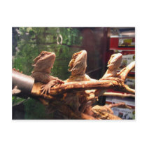 Leezard Trio Postcards