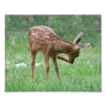 Leg Up Fawn Photo