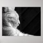 Legend of the Sphynx Black & White posters