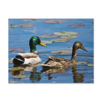Leisurely  Paddle Postcard
