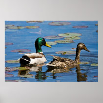 Leisurely  Paddle Print